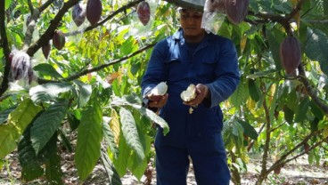 Petani Kakao Dapat Bantuan Ribuan Sambung Pucuk