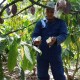 Petani Kakao Dapat Bantuan Ribuan Sambung Pucuk