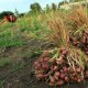 DPRD Minta Pemprov Jateng Perhatikan Petani Bawang Merah di Brebes