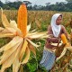 Panen Jagung dan Angkutan Udara Sumbang Deflasi Kaltim