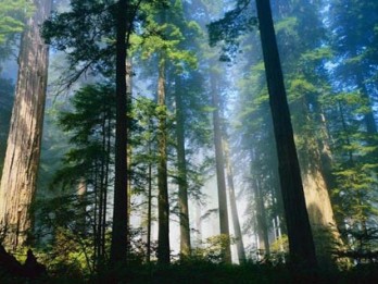 Kebijakan Penerapan Silin di Hutan Alam Disiapkan