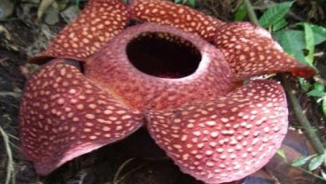 Bunga Raflesia Ditemukan di Hutan Langkat