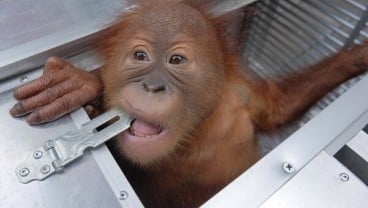 Yayasan Bos Siap Merawat Orangutan Sitaan Bandara Ngurah Rai