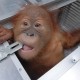 Yayasan Bos Siap Merawat Orangutan Sitaan Bandara Ngurah Rai