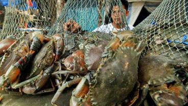 Tarif Kargo Pesawat Melejit, Eksportir Kepiting Menjerit