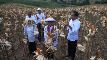 Pemprov Gorontalo Sebarkan Benih Jagung Gratis