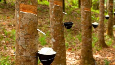 Minyak Mentah kian Panas, Harga Karet Terdongkrak