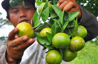 11 Manfaat Biji Jeruk untuk Kesehatan Tubuh