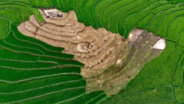 Ogan Komering Ilir Optimalisasi 72.000 Hektare Sawah Rawa