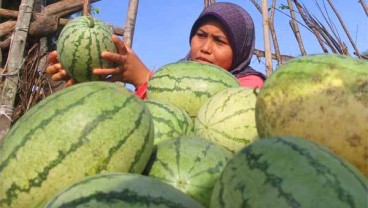 Warga Kualu Nenas Kampar Panen Raya Semangka 30 Ton