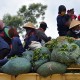 Wonosobo,Tegal, Brebes Catat Kemajuan IPM Tercepat