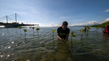 2.000 Mangrove di Teluk Palu dan Ikhtiar Meminimalisir Imbas Bencana