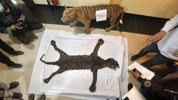 Perdagangan Bagian Tubuh Harimau Sumatra