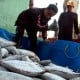 Pasok Ikan Tuna & Cakalang Perindo Ke Industri Meningkat 