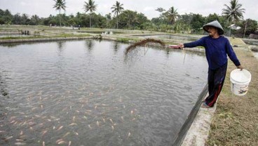 KKP Dorong Budidaya Cacing Sutera untuk Pembenihan Ikan Air Tawar 