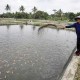 KKP Dorong Budidaya Cacing Sutera untuk Pembenihan Ikan Air Tawar 