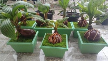 Bonsai Kelapa Akan Masuk Museum Rekor