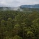 2018, Hutan Tropis yang Hilang Seluas Belgia