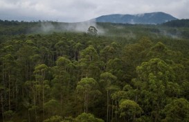 2018, Hutan Tropis yang Hilang Seluas Belgia