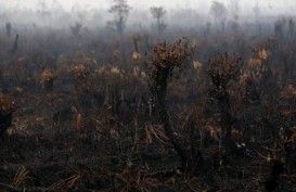 Waspada, Kalteng Mulai Diancam Kebakaran Hutan & Lahan