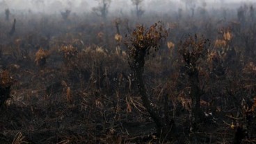 Waspada, Kalteng Mulai Diancam Kebakaran Hutan & Lahan