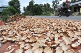 Perkebunan di Maluku Dapat Bantuan Rp11,44 Miliar