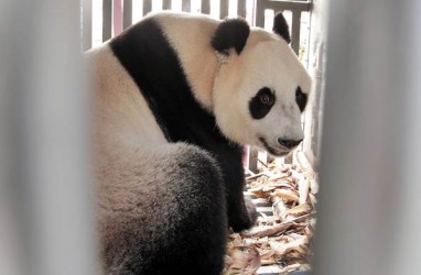 Dua Panda Raksasa Dikembalikan ke China dari San Diego