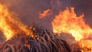 Perdagangan Gading Gajah Ilegal Rugikan Negara Rp420 Miliar