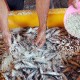 Masuki Ramadan, Pulau Pasaran Setop Produksi Ikan Asin