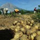 Sinabung Kembali Meletus, Warga Diminta Waspadai Banjir Lahar