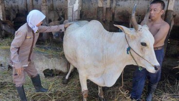 Distan Maluku Luncurkan Aplikasi Konsultasi Kesehatan Hewan