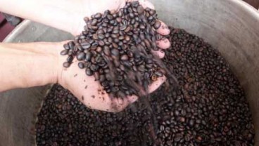 Harga Kopi Turun, Petani di Kolombia Tinggalkan Lahan