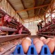 XL Garap Solusi IoT untuk Produksi Ayam