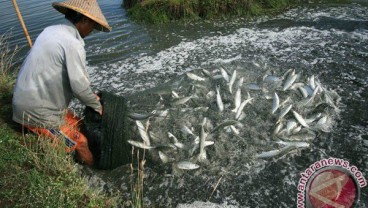 PERIKANAN BUDI DAYA: Indonesia Jadi Lokasi Percontohan Perbaikan Tata Kelola Biosekuriti