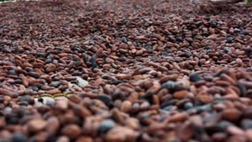 Papua Jajaki Kerja Sama Pengembangan Cokelat dengan Belgia