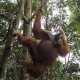 Konservasi Orangutan, Pemprov Kaltim Gandeng Swasta