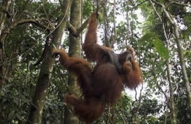 Konservasi Orangutan, Pemprov Kaltim Gandeng Swasta
