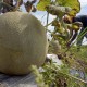 Jatim Dorong Inovasi Buah Melon