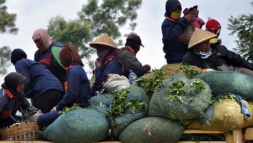 Kementan Kaji Usulan Pembebasan PPN Produk Perkebunan