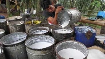 Output China Alami Gangguan, Harga Karet Melanjutkan Penguatan