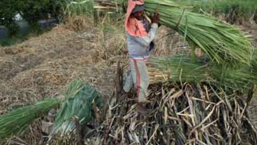 Produksi Gula Berpotensi Terkoreksi