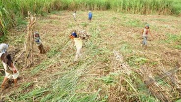 Kontribusi Produksi Lahan Tebu di Luar Pulau Jawa Mulai Berjalan Tahun Depan