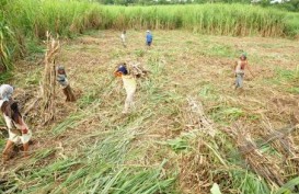 Kontribusi Produksi Lahan Tebu di Luar Pulau Jawa Mulai Berjalan Tahun Depan