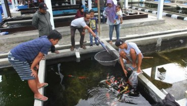 Mataram Jadi Tuan Rumah Kontes Ikan Koi 2019