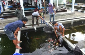 Mataram Jadi Tuan Rumah Kontes Ikan Koi 2019