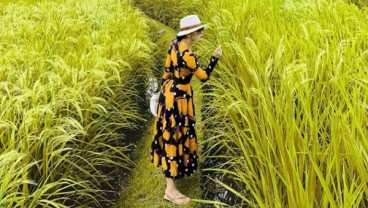 Main ke Sawah, Syahrini Pakai Baju Seharga Rp40 Juta