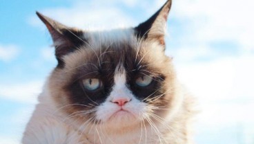 Inspirasi Meme Internet Grumpy Cat, Mati karena Komplikasi