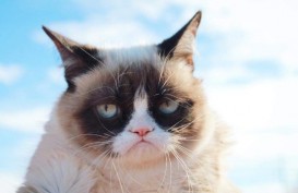 Inspirasi Meme Internet Grumpy Cat, Mati karena Komplikasi