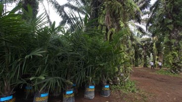 Kebun Sawit Swadaya Teremajakan Bertambah