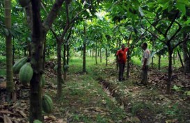 Produksi Kakao Bisa Terhindar dari Koreksi